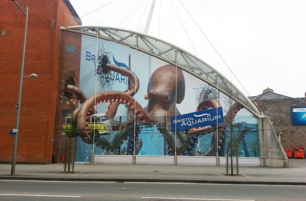 Bristol Aquarium Giant Octopus