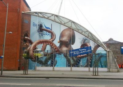 Bristol Aquarium Giant Octopus