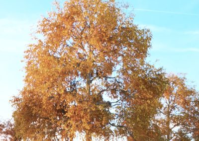 A 3d rendering of some autumn trees